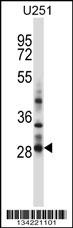 HOXC4 Antibody