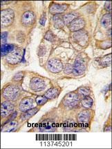 H Cadherin Antibody