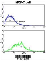 H Cadherin Antibody
