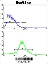 H Cadherin Antibody