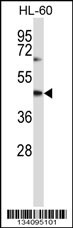 CYTH1 Antibody