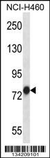 TRAP1 Antibody