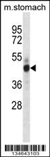 Mouse Mst4 Antibody