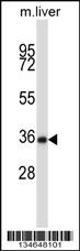 Mouse Nek6 Antibody