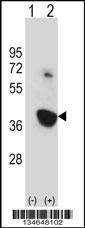 Mouse Nek6 Antibody