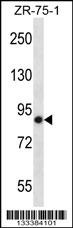 LRRN4 Antibody