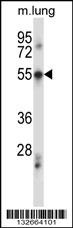 PDCD7 Antibody