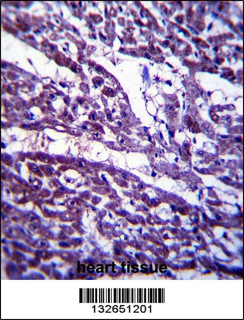 TUBGCP5 Antibody
