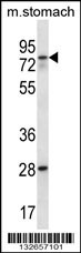 WBSCR17 Antibody