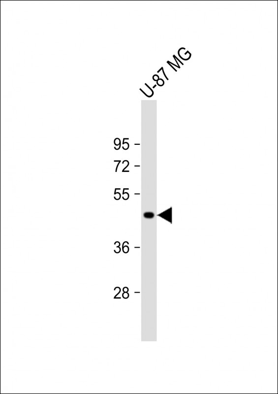 VAT1L Antibody