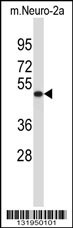 VAT1L Antibody