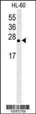 Bcl-w Antibody