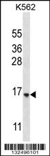 STARD5 Antibody