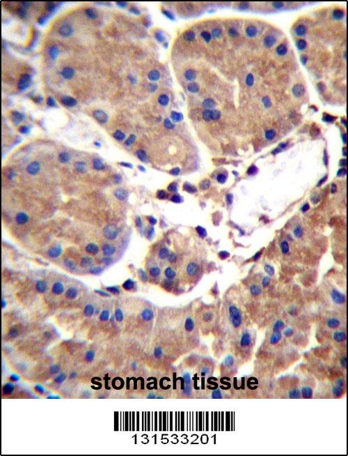 SAAL1 Antibody