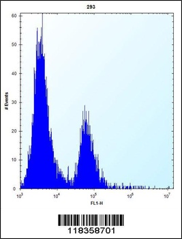 CA1 Antibody