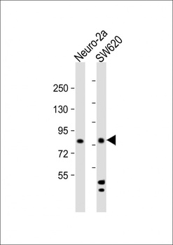 MLXIPL Antibody