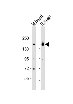 MYBPC3 Antibody