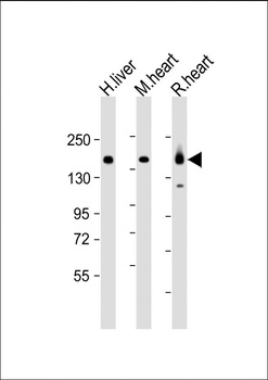 MYBPC3 Antibody