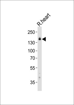 MYBPC3 Antibody