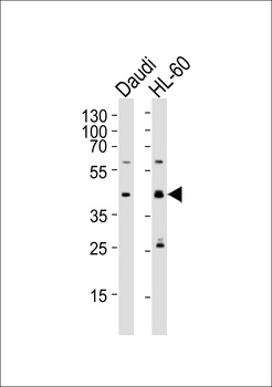 C109B Antibody