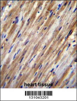 F2RL2 Antibody
