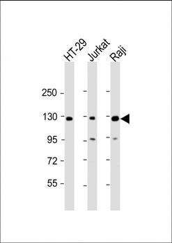 RBL2 Antibody