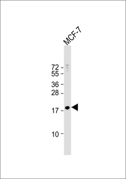 MBD3L3 Antibody