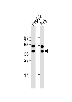 TXNL2 Antibody