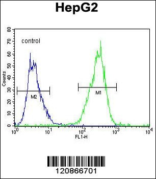 TXNL2 Antibody