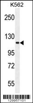 FUSSEL18 Antibody
