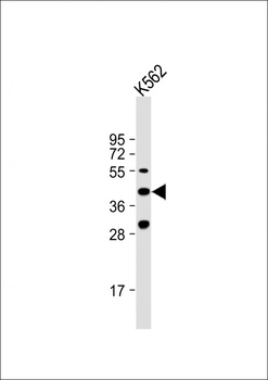 VEGF3 Antibody