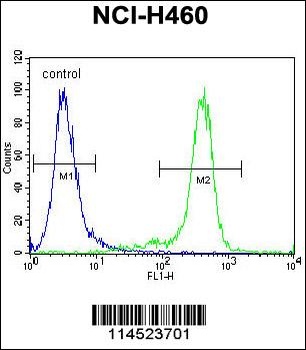 GAS1 Antibody