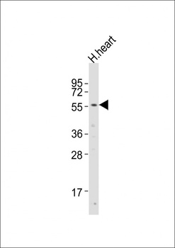 UGT8 antibody
