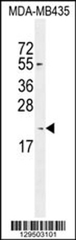 KILLIN Antibody