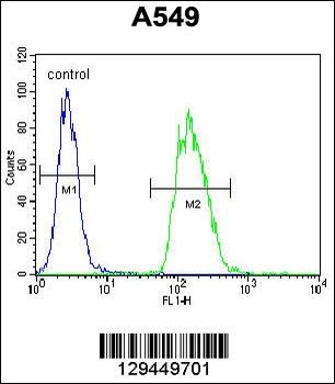 TRIM43 Antibody