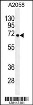 GAB4 Antibody