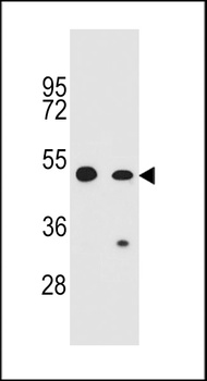 COP1 Antibody