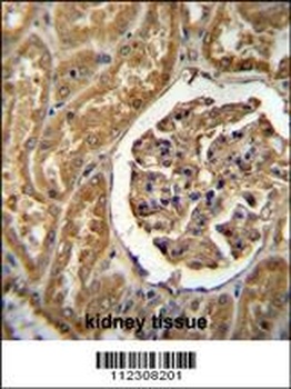MOGT1 Antibody