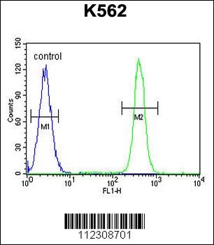MOGT1 Antibody