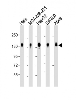 CD130 Antibody