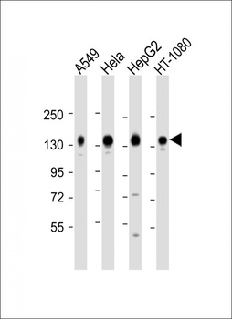 CD130 Antibody