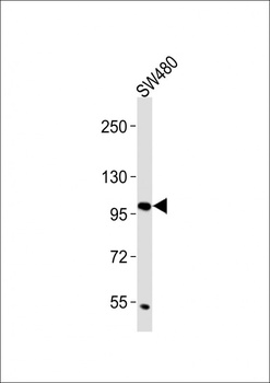 CD130 Antibody