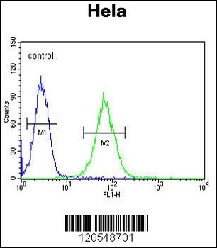 SMYD1 Antibody