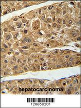 RT4I1 Antibody