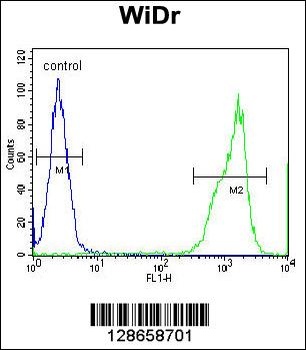 RT4I1 Antibody