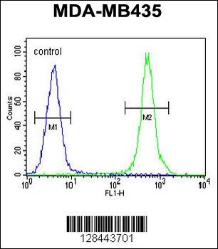 HP Antibody