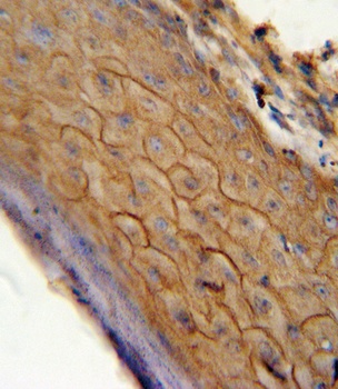 CB2 Antibody