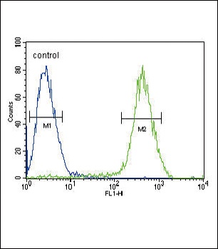 CB2 Antibody