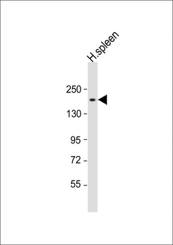 CD11b Antibody