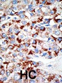 UBE1C Antibody